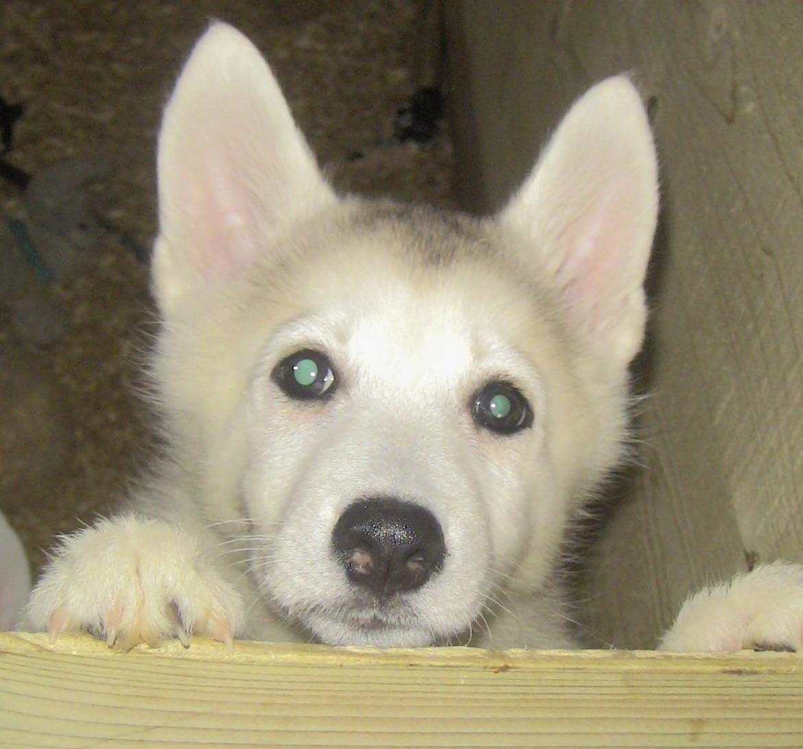 Blanding af racer Aniu billede 1