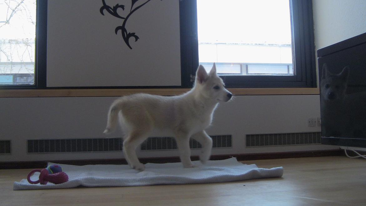 Blanding af racer Aniu billede 3