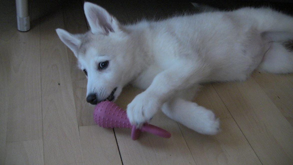 Blanding af racer Aniu billede 6