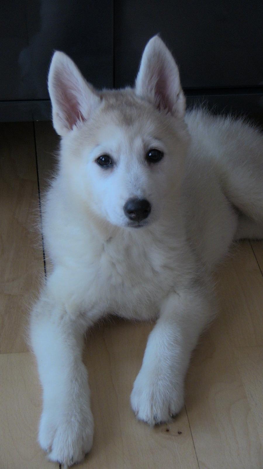 Blanding af racer Aniu billede 5