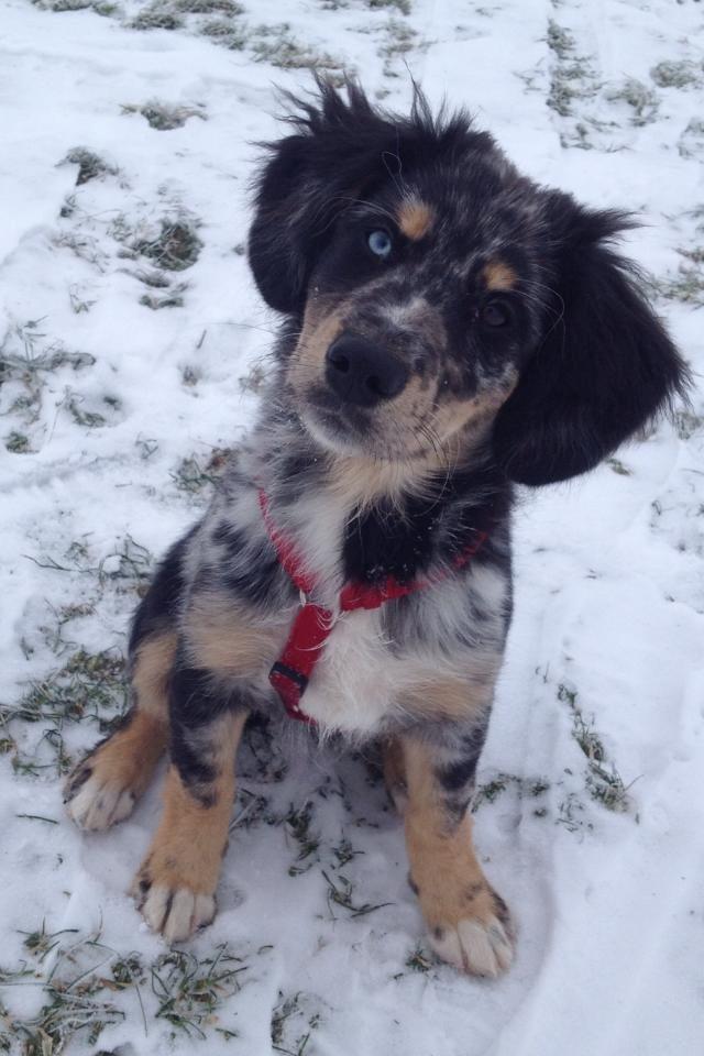 Blanding af racer Merci 6 år <3 - 15 uger gammel billede 13