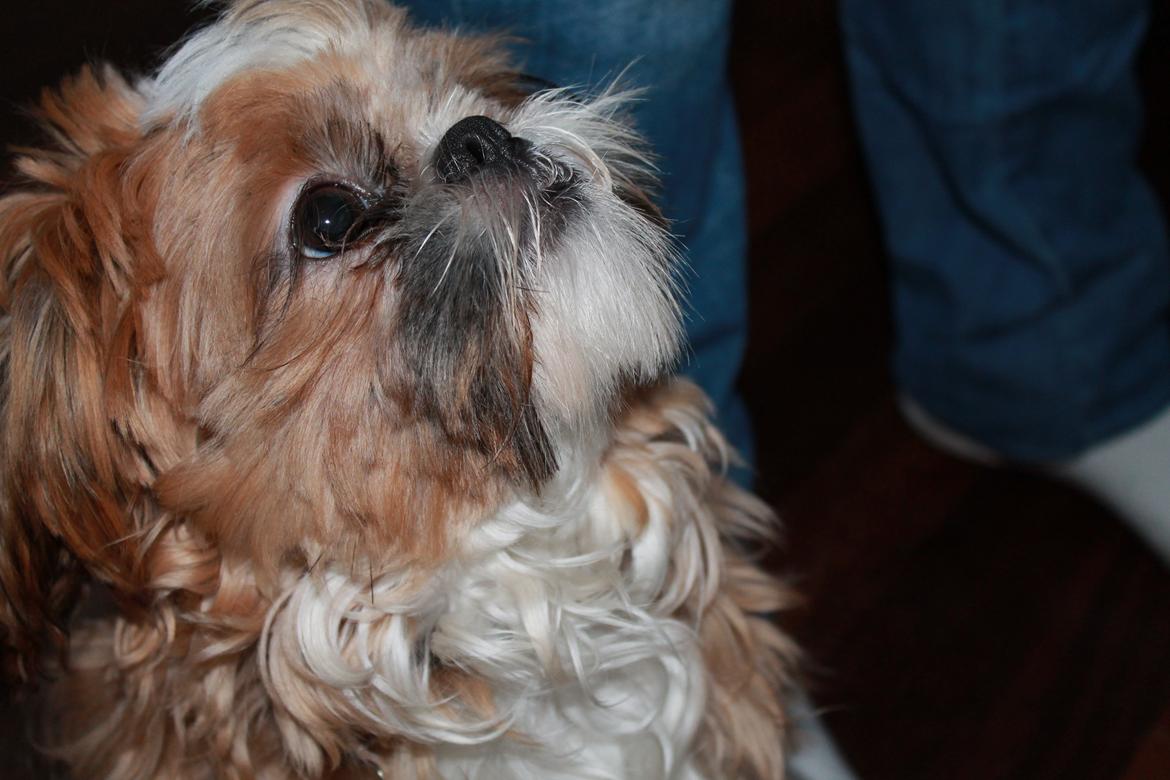 Shih tzu Pepsi billede 3