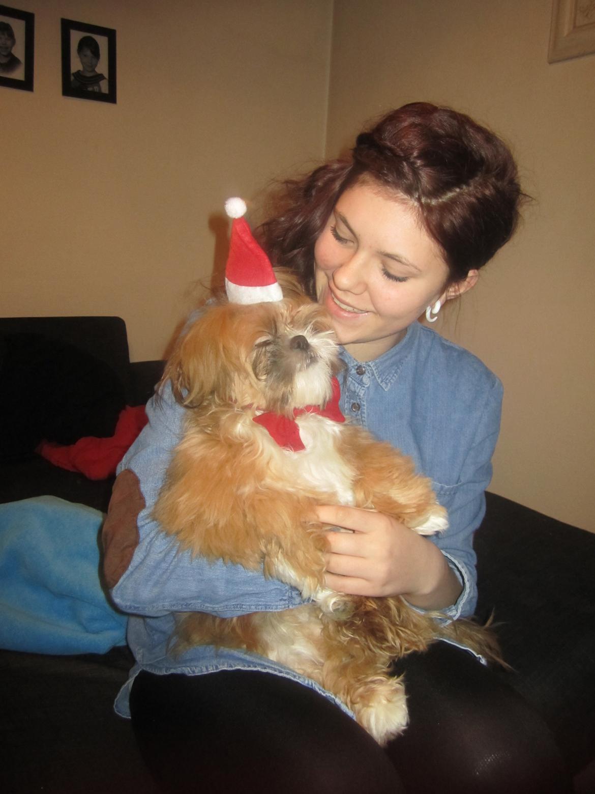 Shih tzu Pepsi billede 4