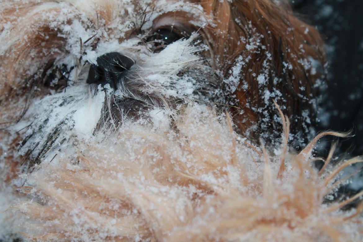 Shih tzu Pepsi billede 5