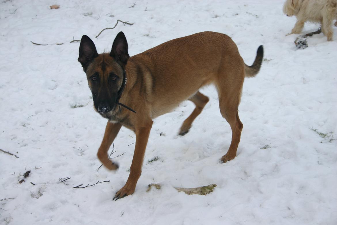 Malinois Jenos Mercedes billede 6