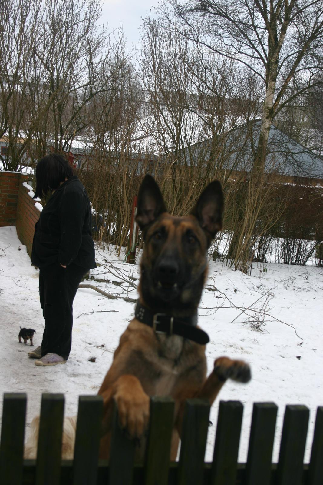 Malinois Jenos Mercedes billede 7