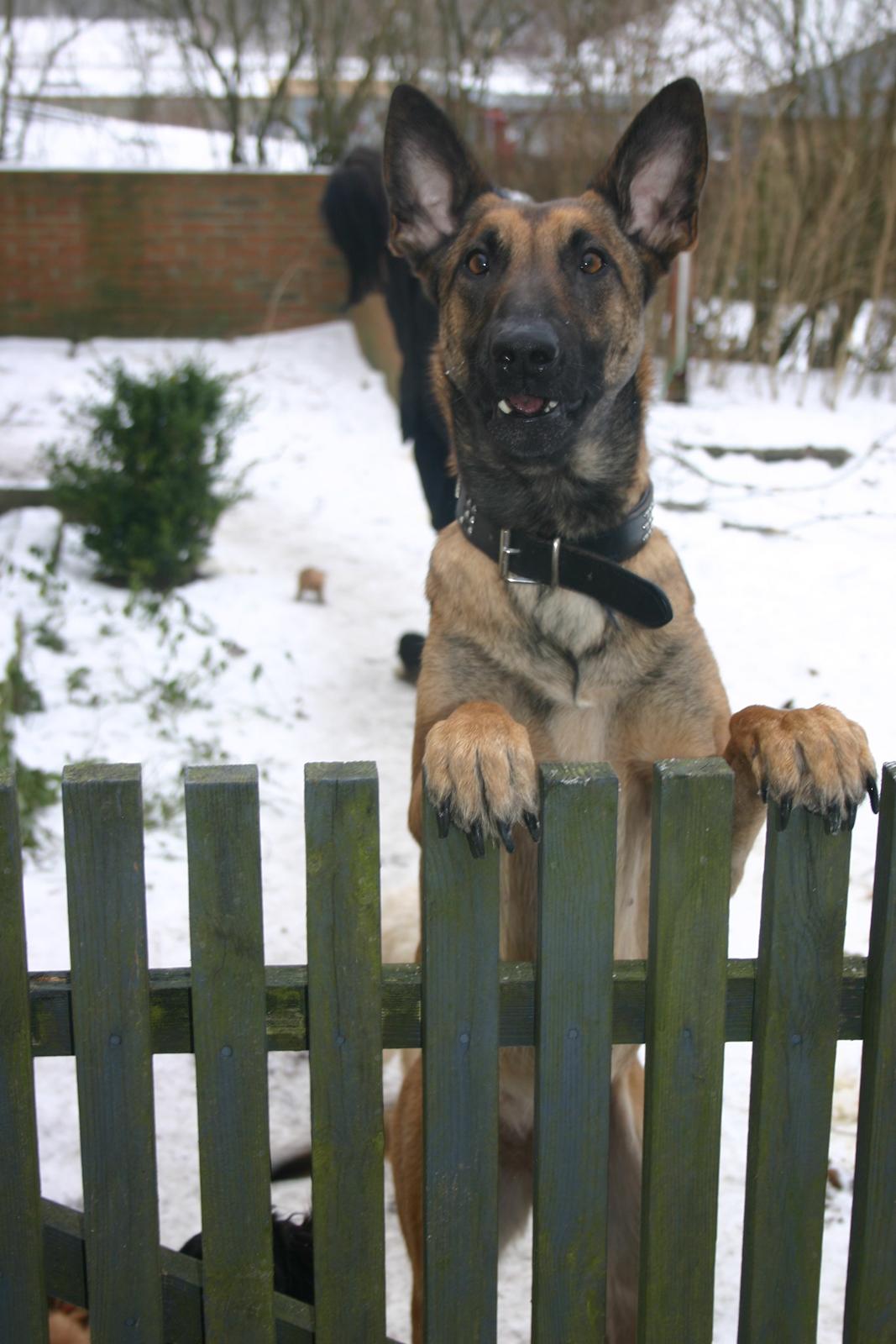 Malinois Jenos Mercedes billede 2