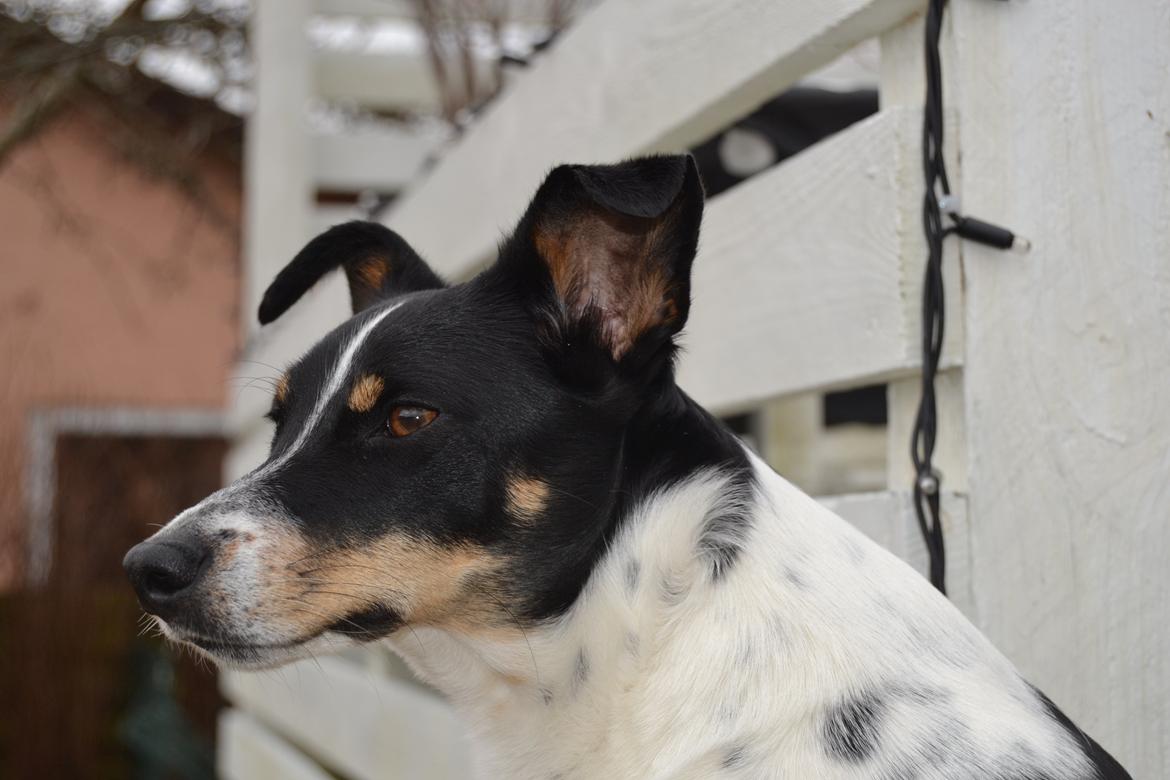 Dansk svensk gaardhund mikkel ( mini ko ) - velkommen kun kigge ikke røre! :) billede 1