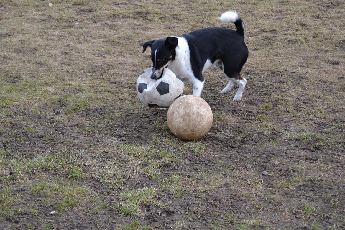 Dansk svensk gaardhund mikkel ( mini ko ) billede 2