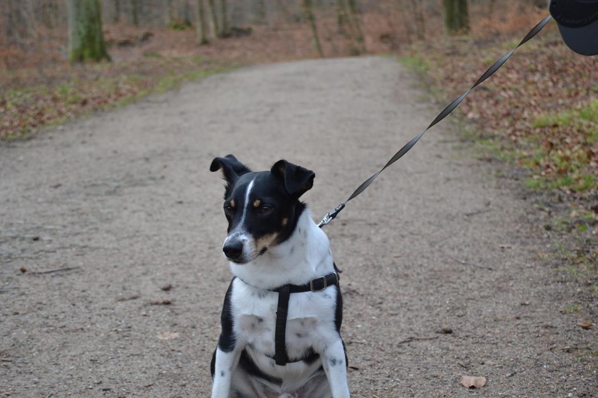 Dansk svensk gaardhund mikkel ( mini ko ) billede 4