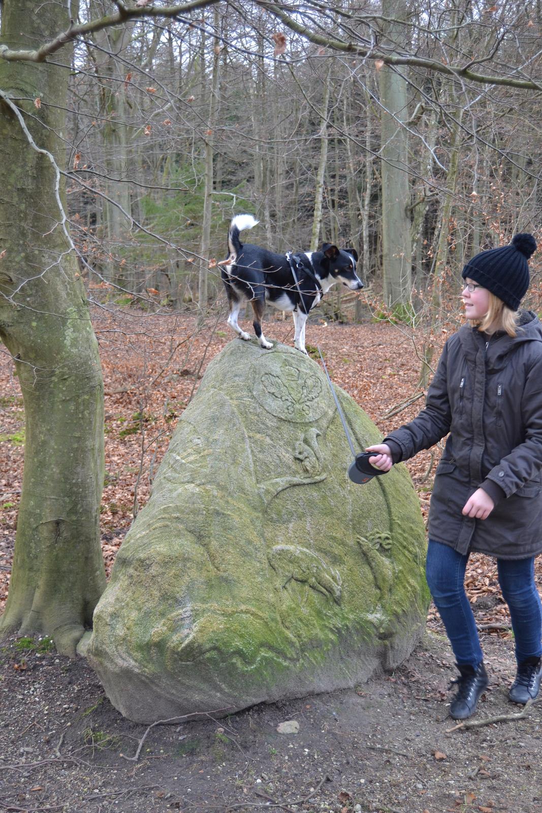 Dansk svensk gaardhund mikkel ( mini ko ) billede 5