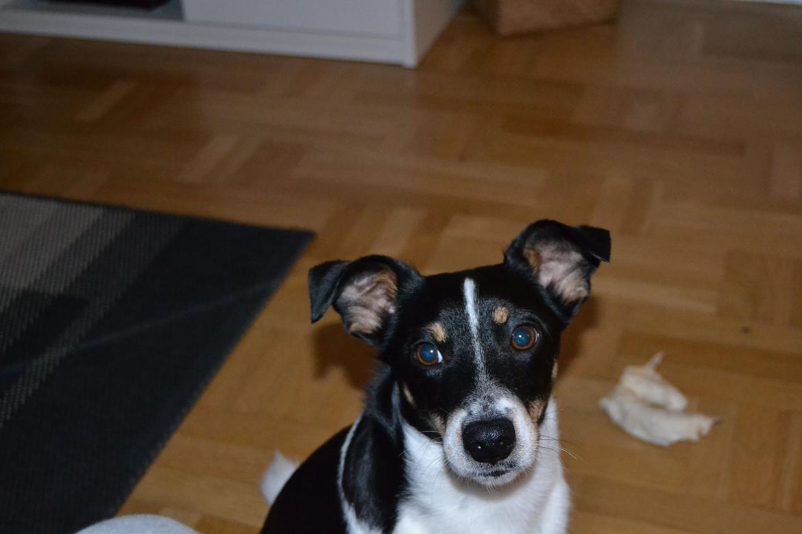 Dansk svensk gaardhund mikkel ( mini ko ) billede 6