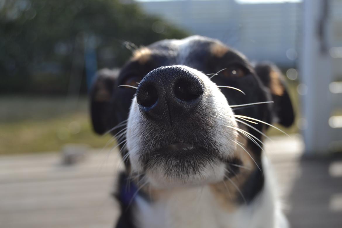 Dansk svensk gaardhund mikkel ( mini ko ) - vi laver fejl men det bedste er at vi kan grine af dem! billede 7