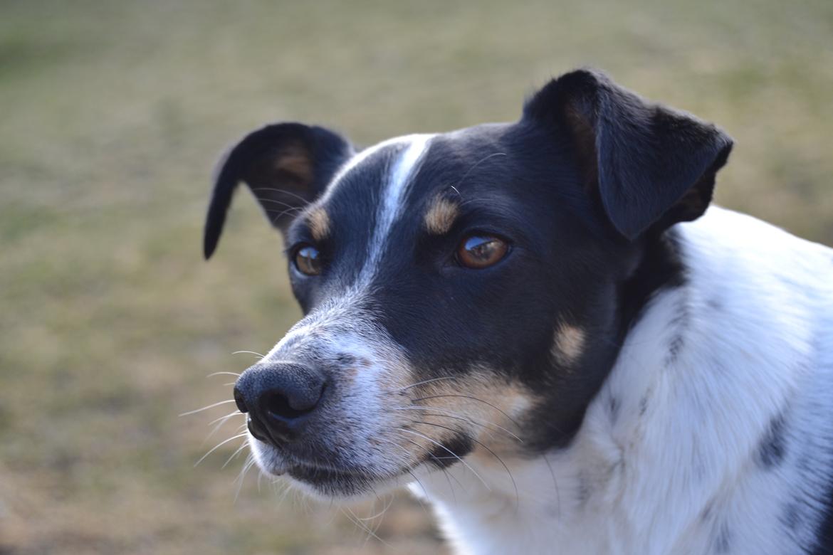 Dansk svensk gaardhund mikkel ( mini ko ) billede 8