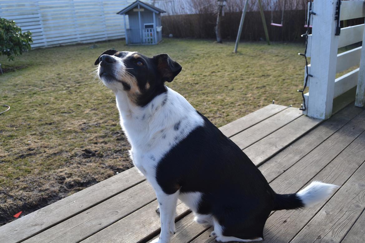 Dansk svensk gaardhund mikkel ( mini ko ) billede 9