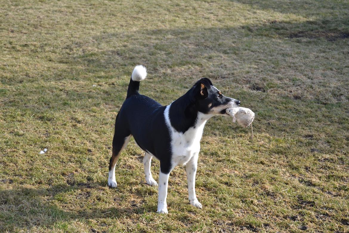 Dansk svensk gaardhund mikkel ( mini ko ) billede 10