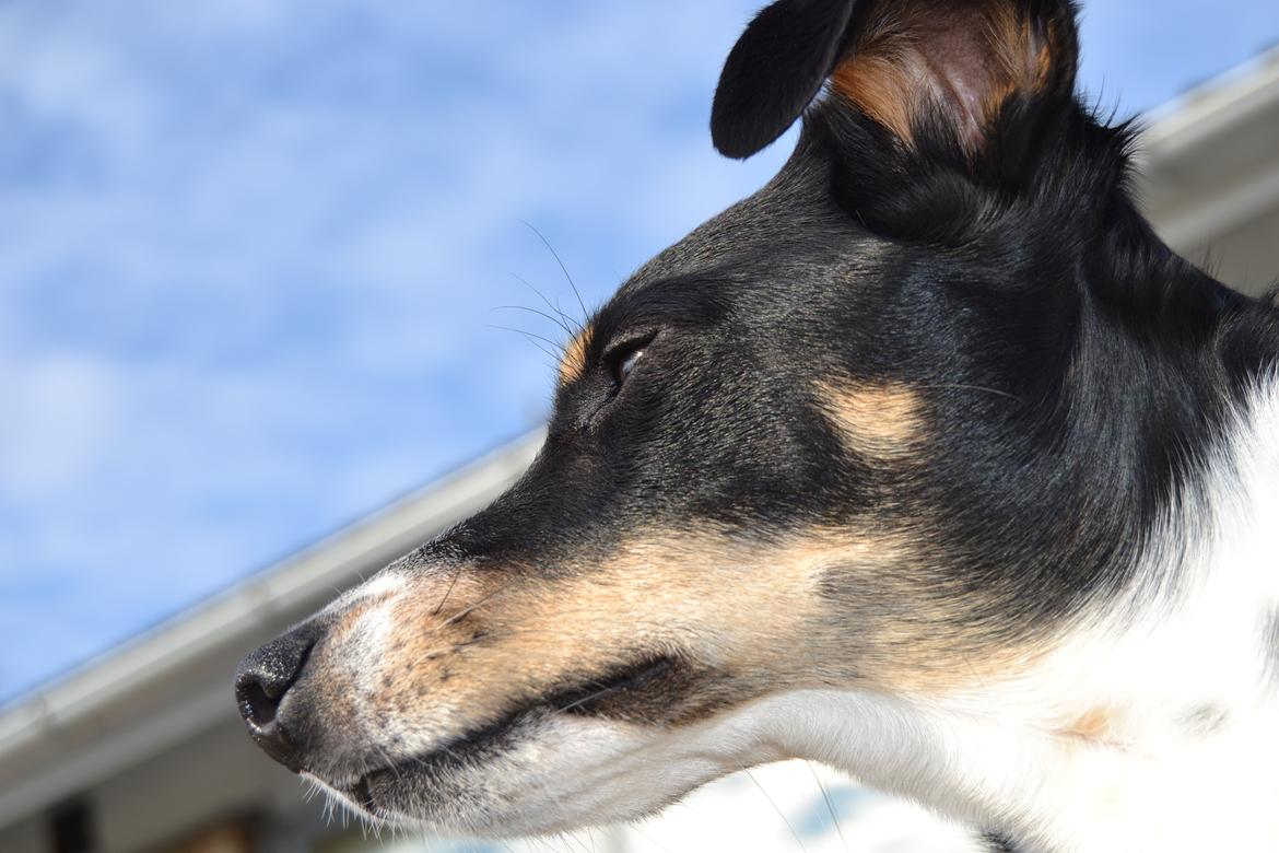 Dansk svensk gaardhund mikkel ( mini ko ) billede 11