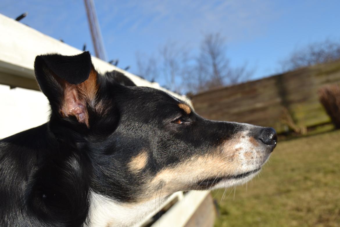 Dansk svensk gaardhund mikkel ( mini ko ) billede 12