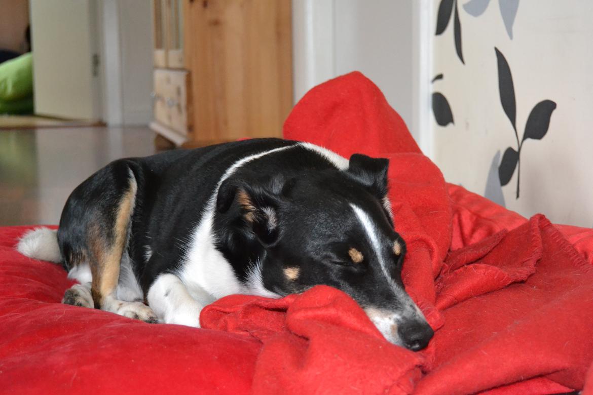 Dansk svensk gaardhund mikkel ( mini ko ) - farvel og godnat billede 14