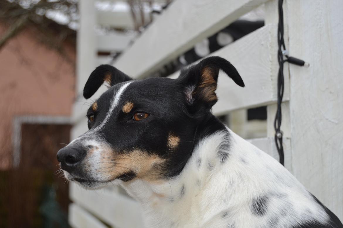 Dansk svensk gaardhund mikkel ( mini ko ) billede 13