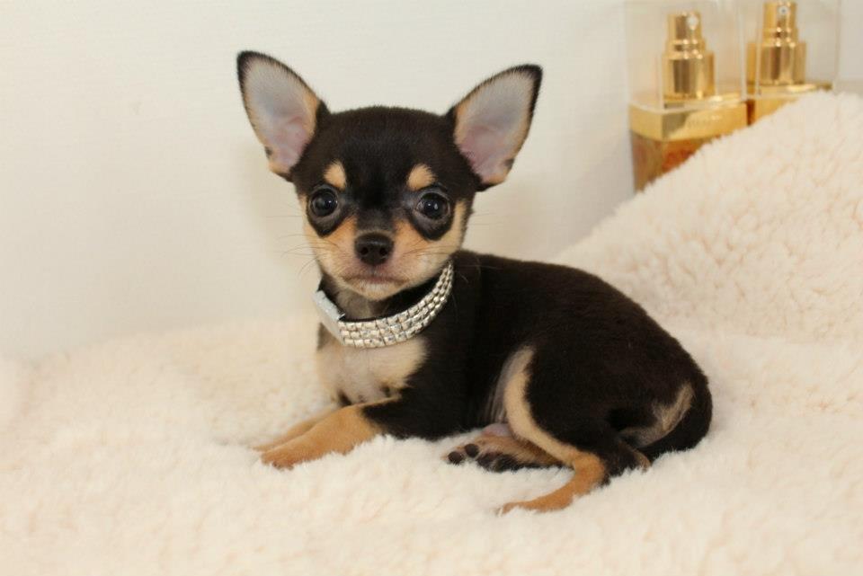 Chihuahua High Fly Charming Beast billede 1