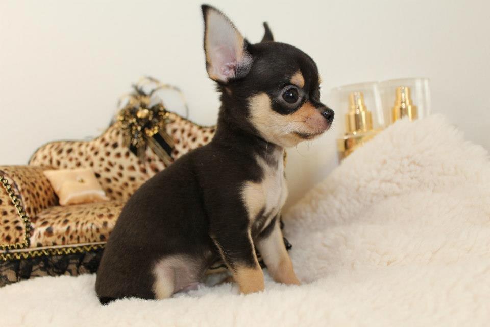 Chihuahua High Fly Charming Beast billede 3