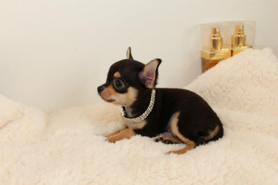 Chihuahua High Fly Charming Beast billede 4