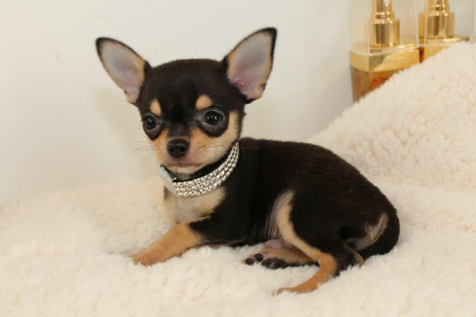 Chihuahua High Fly Charming Beast billede 5