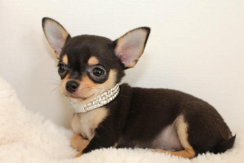 Chihuahua High Fly Charming Beast billede 6