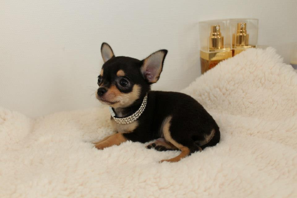 Chihuahua High Fly Charming Beast billede 10