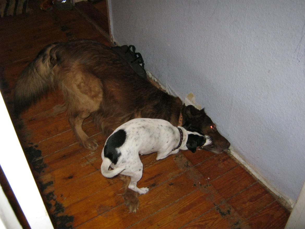 Blanding af racer Chivo billede 12