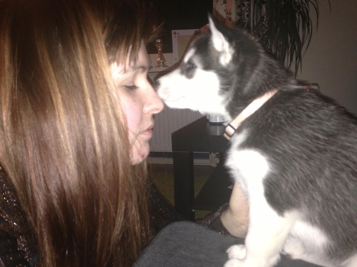 Siberian husky Miriel - Mys - 5-6 uger gammel billede 8