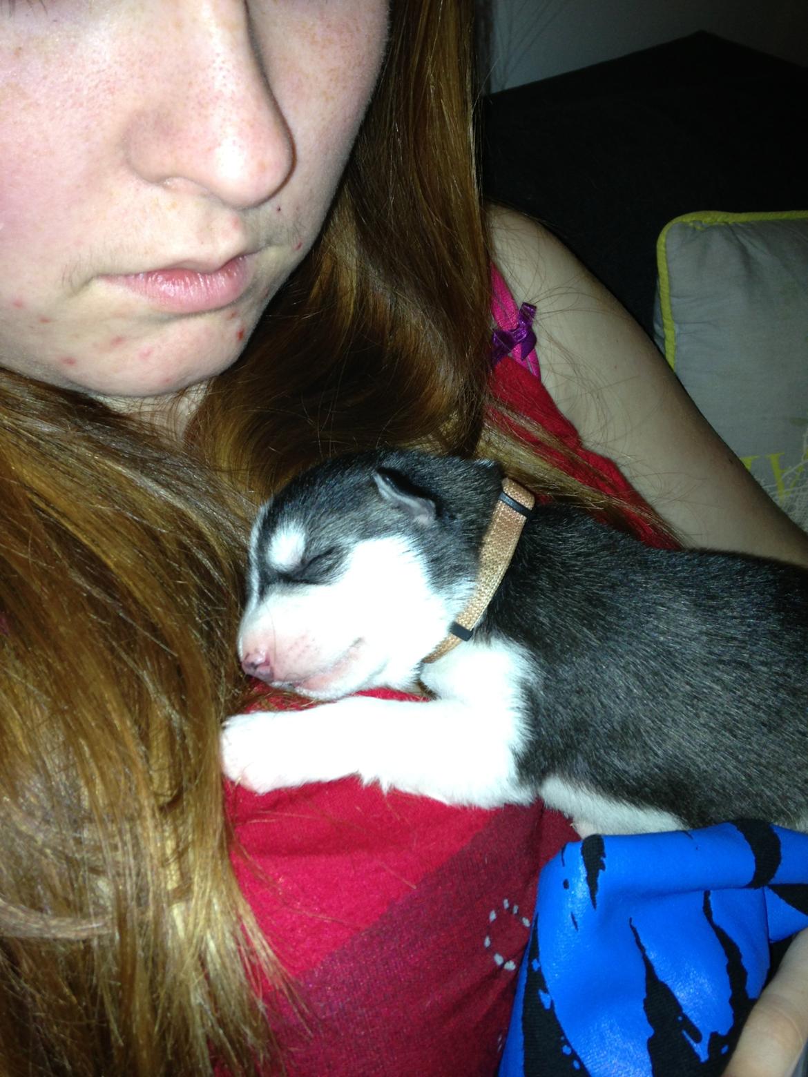 Siberian husky Miriel - Miriel - 3 dage gammel billede 2