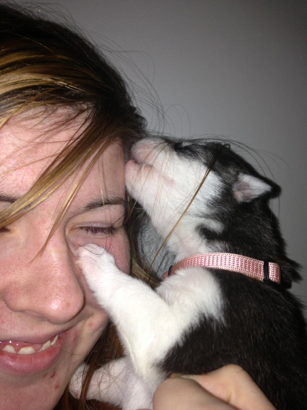 Siberian husky Miriel - Miriel - 1 uge gammel billede 4