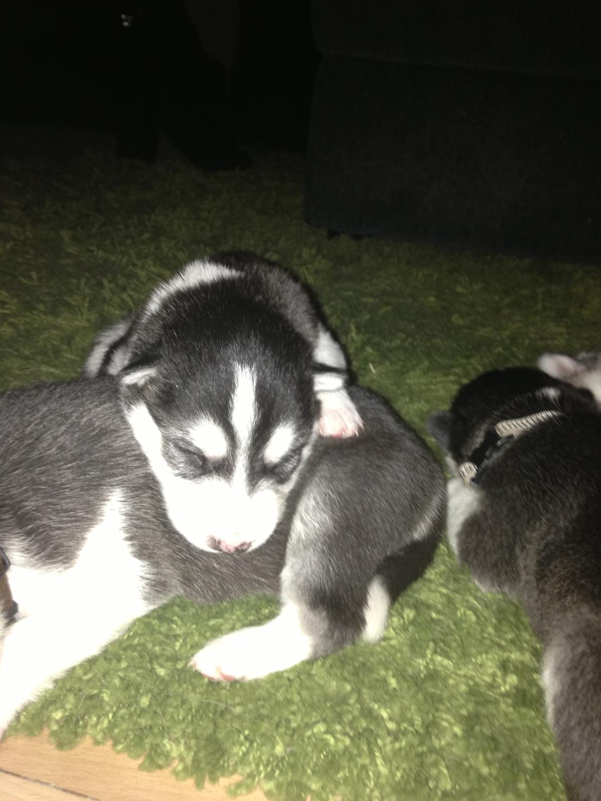 Siberian husky Miriel - Miriel - omkring 2-3 uger gammel billede 6