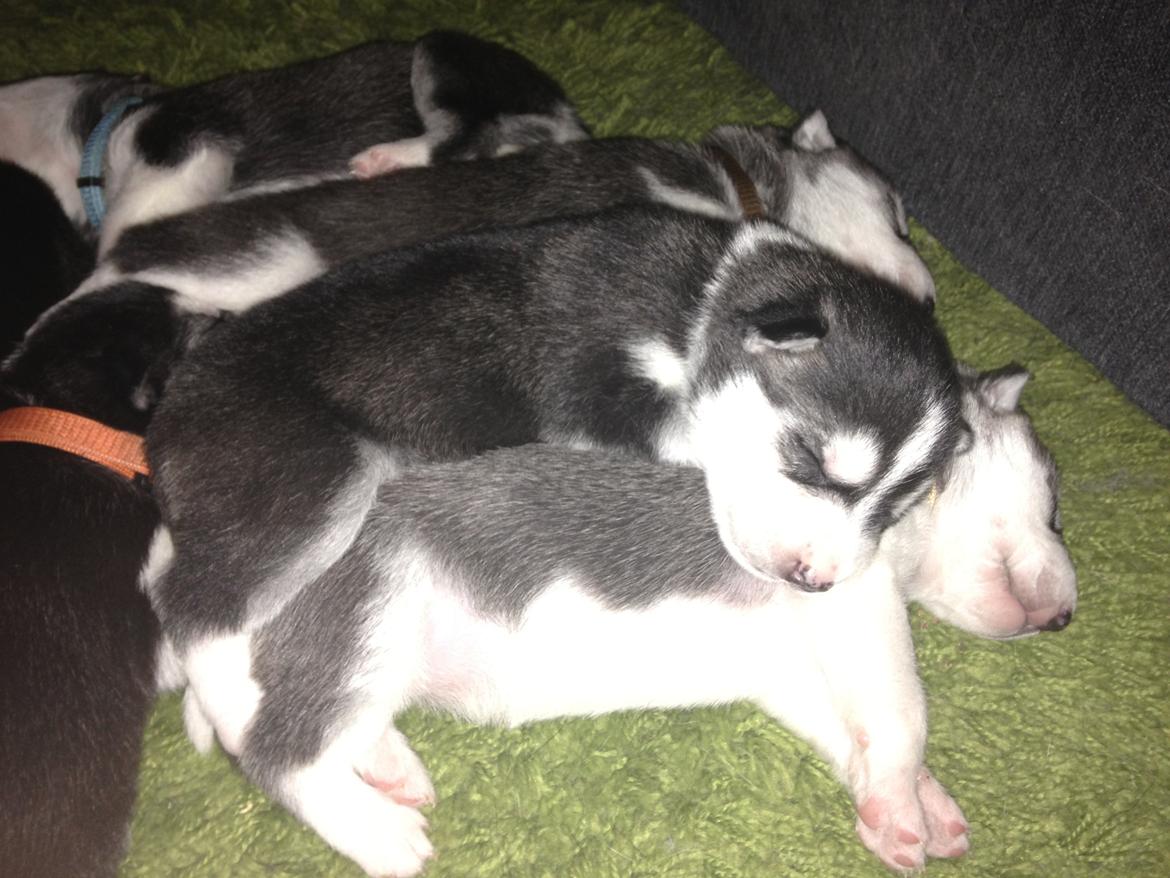 Siberian husky Miriel - 2-3 uger gammel billede 5