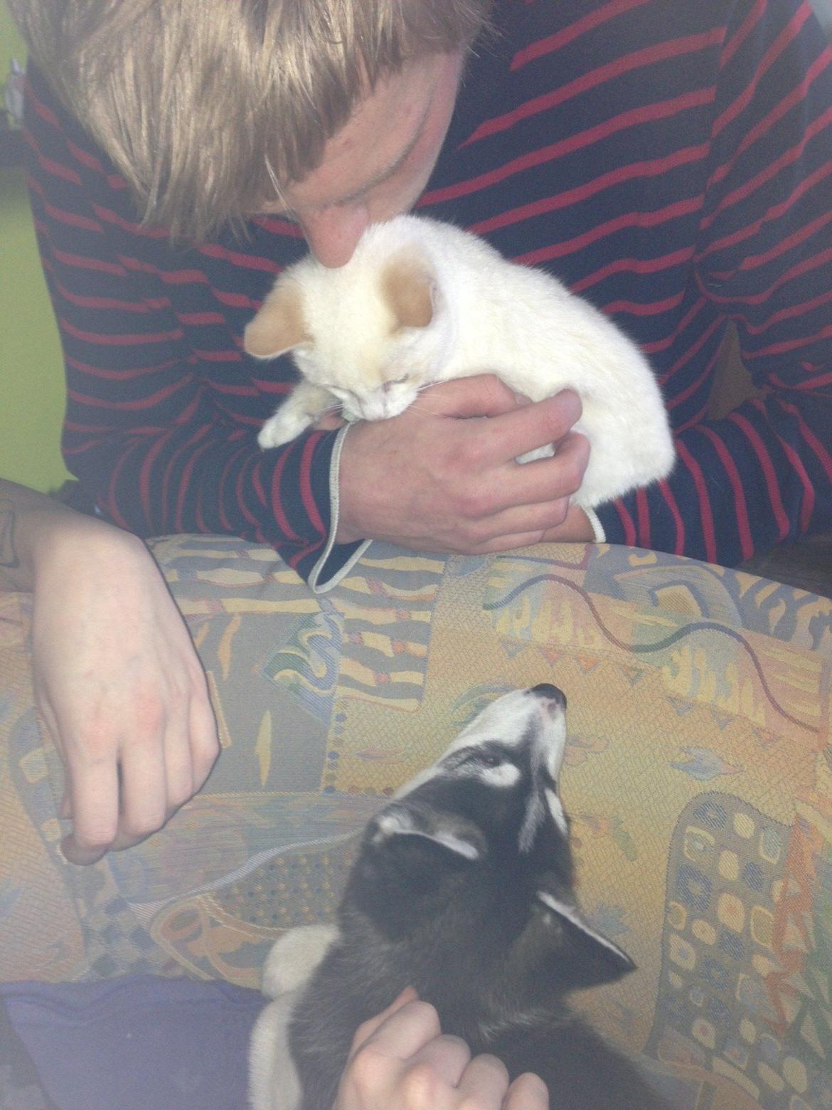 Siberian husky Miriel - Steffen mente at Miriel skulle hilse på katten - Miriel tog det fint.. billede 13