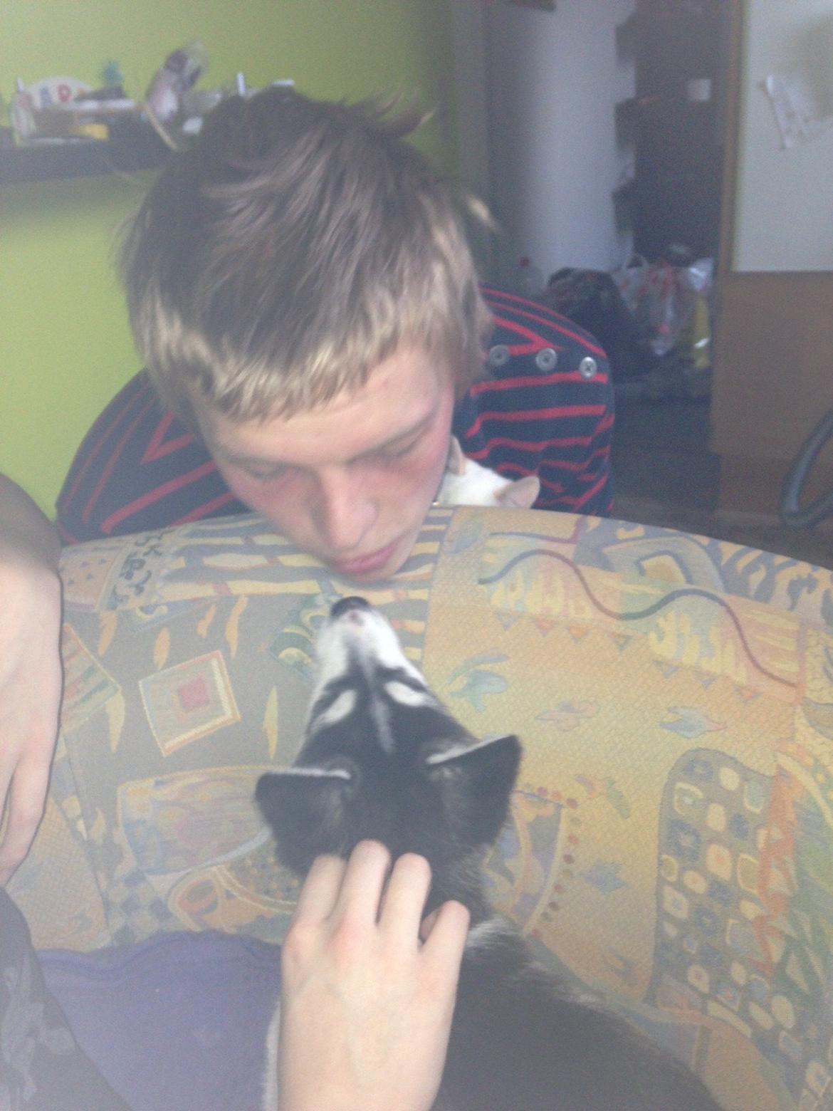 Siberian husky Miriel - Mys mys billede 14