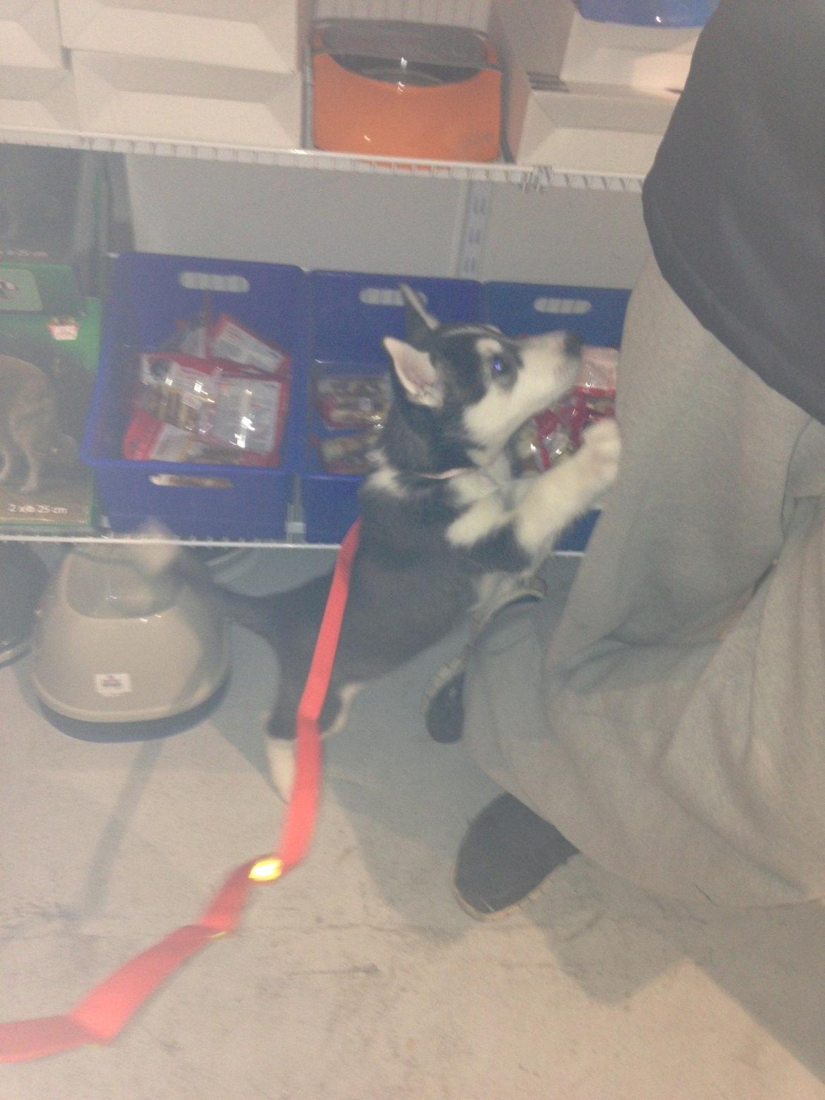 Siberian husky Miriel - Ej, Steffen? Jeg vil altså gerne have den madskål derovre! billede 11