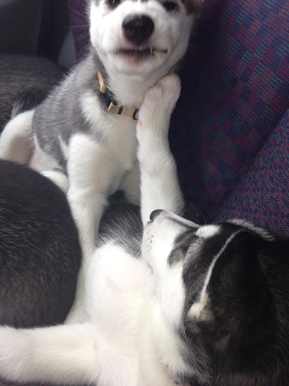 Siberian husky Miriel - På vej tilbage efter 7 ugers vaccination - "ej Shiva.." billede 10