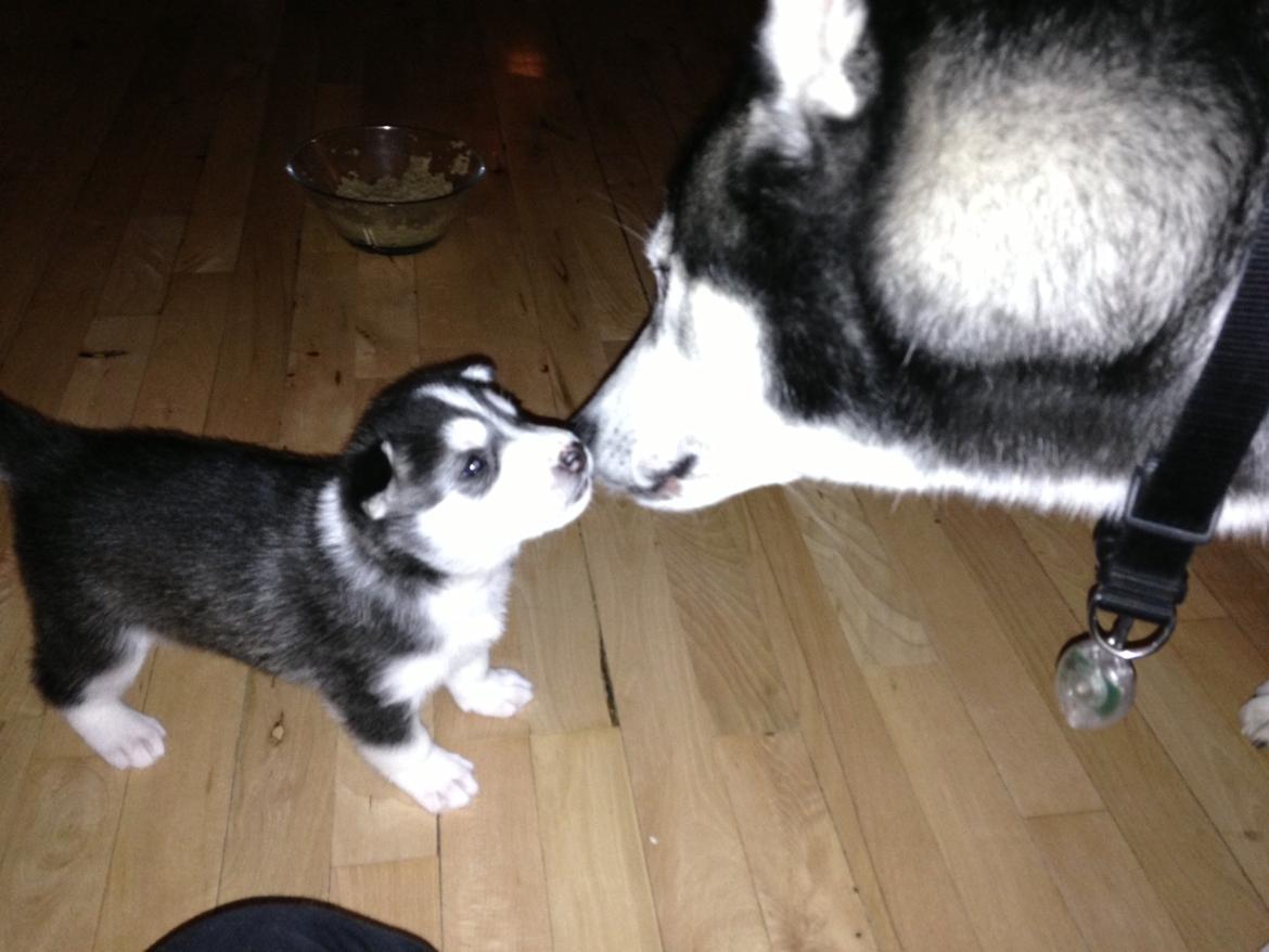 Siberian husky Miriel - Miriel, mens hun stadig kun var ved at lære at gå - alligevel når hun frem til at hilse på sin far. Elsker virkelig at have det billede af de to, især efter farens forfærdelige skæbne.. billede 1