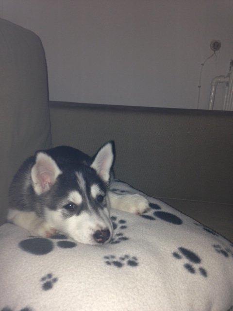 Siberian husky Miriel - Miriel har indtaget sofaen og puden.. 25.01.2013 billede 16