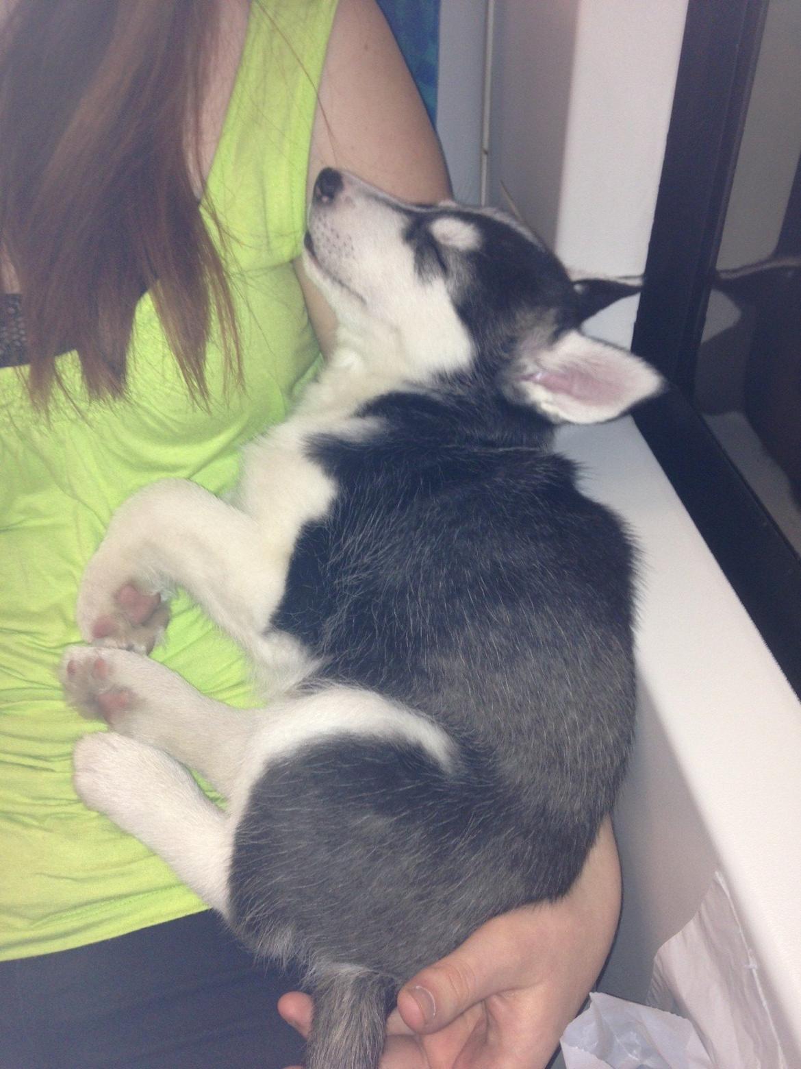 Siberian husky Miriel - På vej hjem i toget billede 15