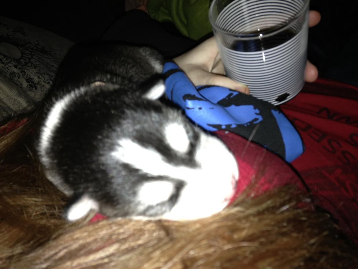 Siberian husky Miriel - Miriel - 3 dage gammel billede 3