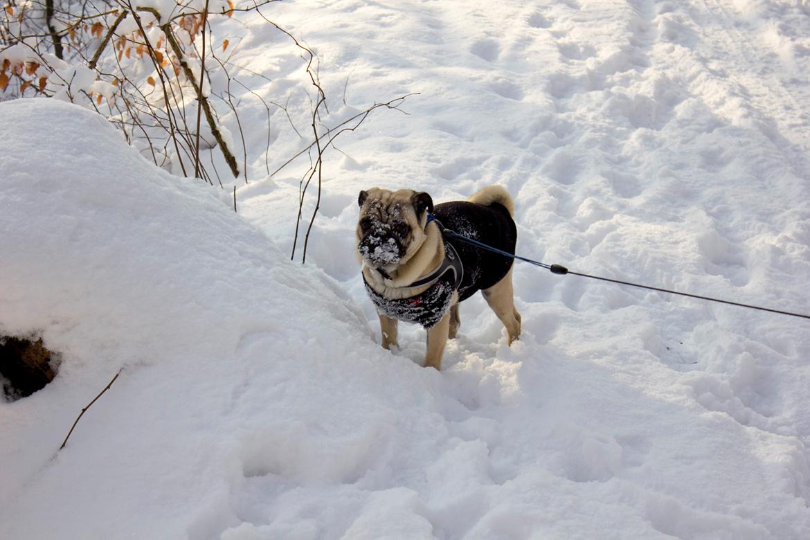 Mops Cody billede 10