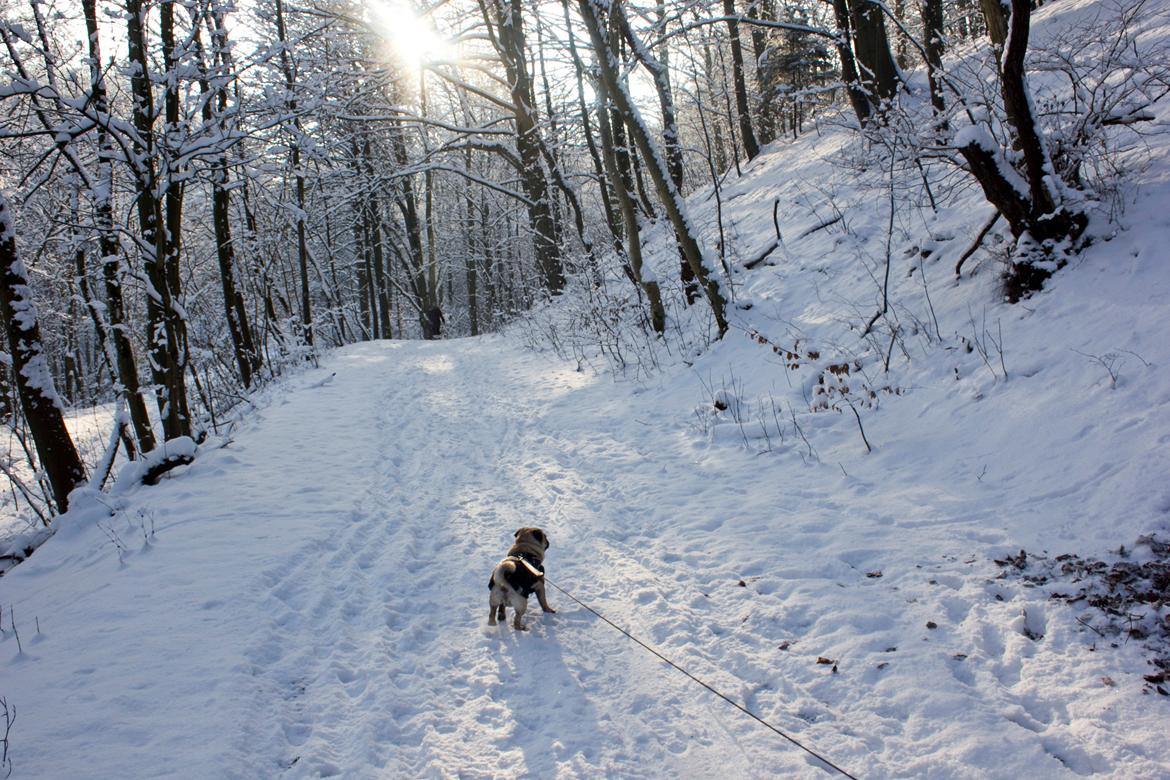 Mops Cody billede 11