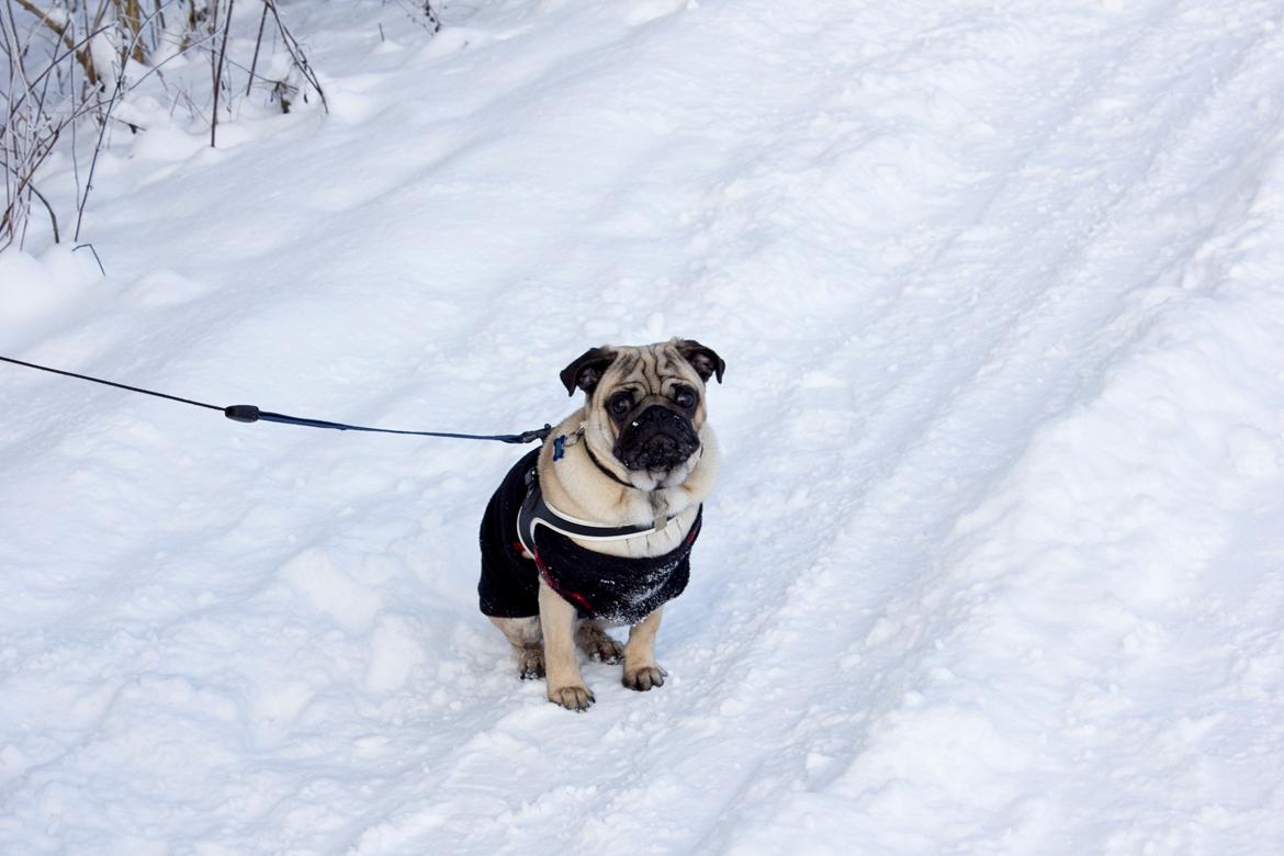 Mops Cody billede 12