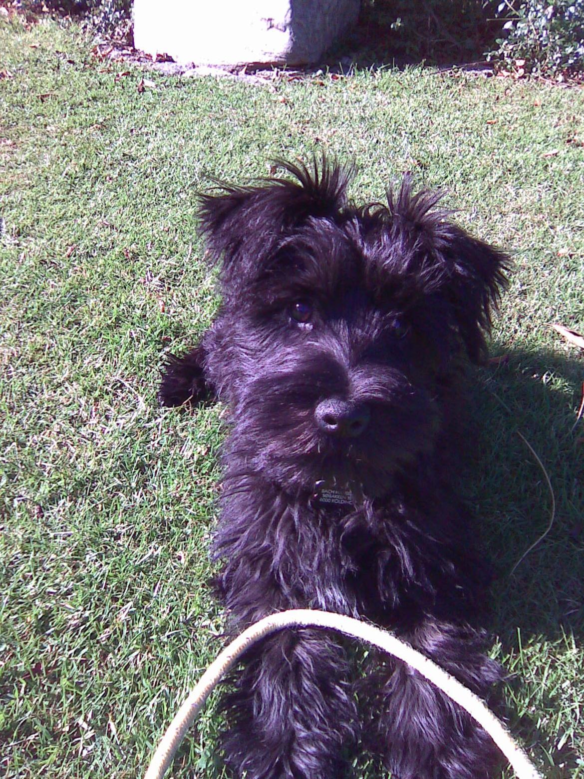 Dvaergschnauzer Eddie billede 13