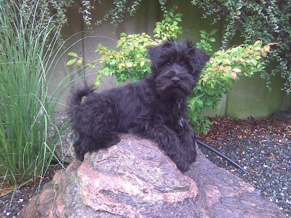 Dvaergschnauzer Eddie - Eddie da han var godt et halvt år billede 2