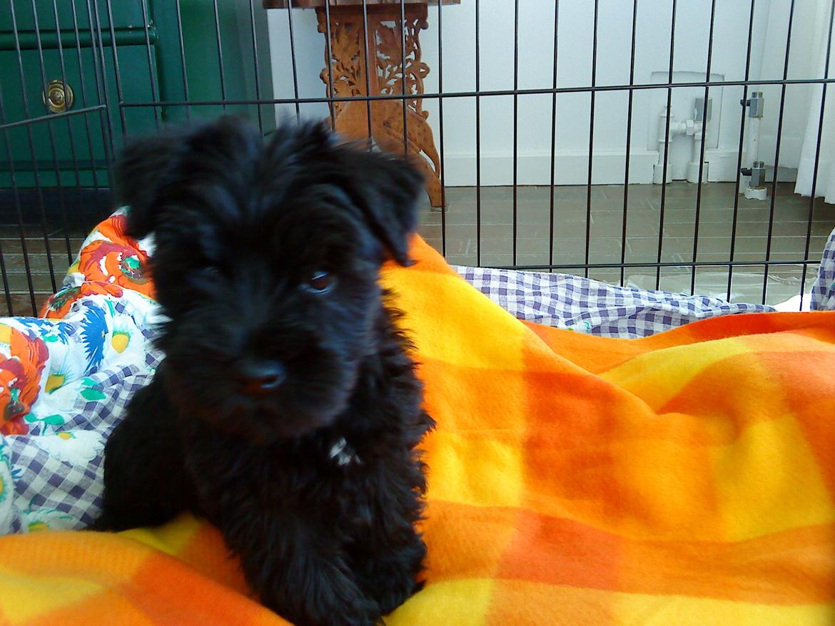 Dvaergschnauzer Eddie billede 14